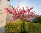 Kwiaty kwitnącej wiśni ozdobnej przed domem, tworząc wiosenną aleję.