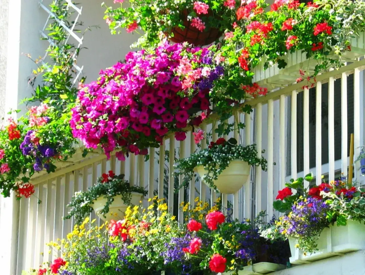 Balkon pełen kolorowych, niewymagających kwiatów: fuksji, czerwonych pelargonii i żółtych bratków.