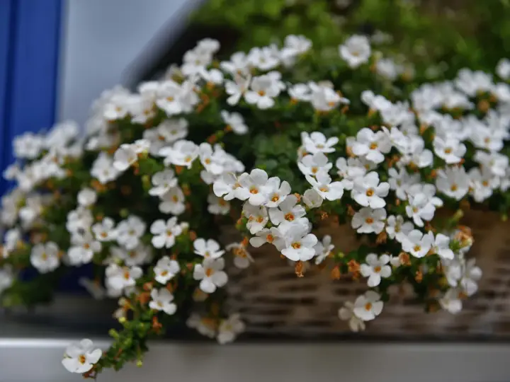Białe, drobne kwiaty w wiklinowym koszu to idealne, niewymagające kwiaty na balkon.